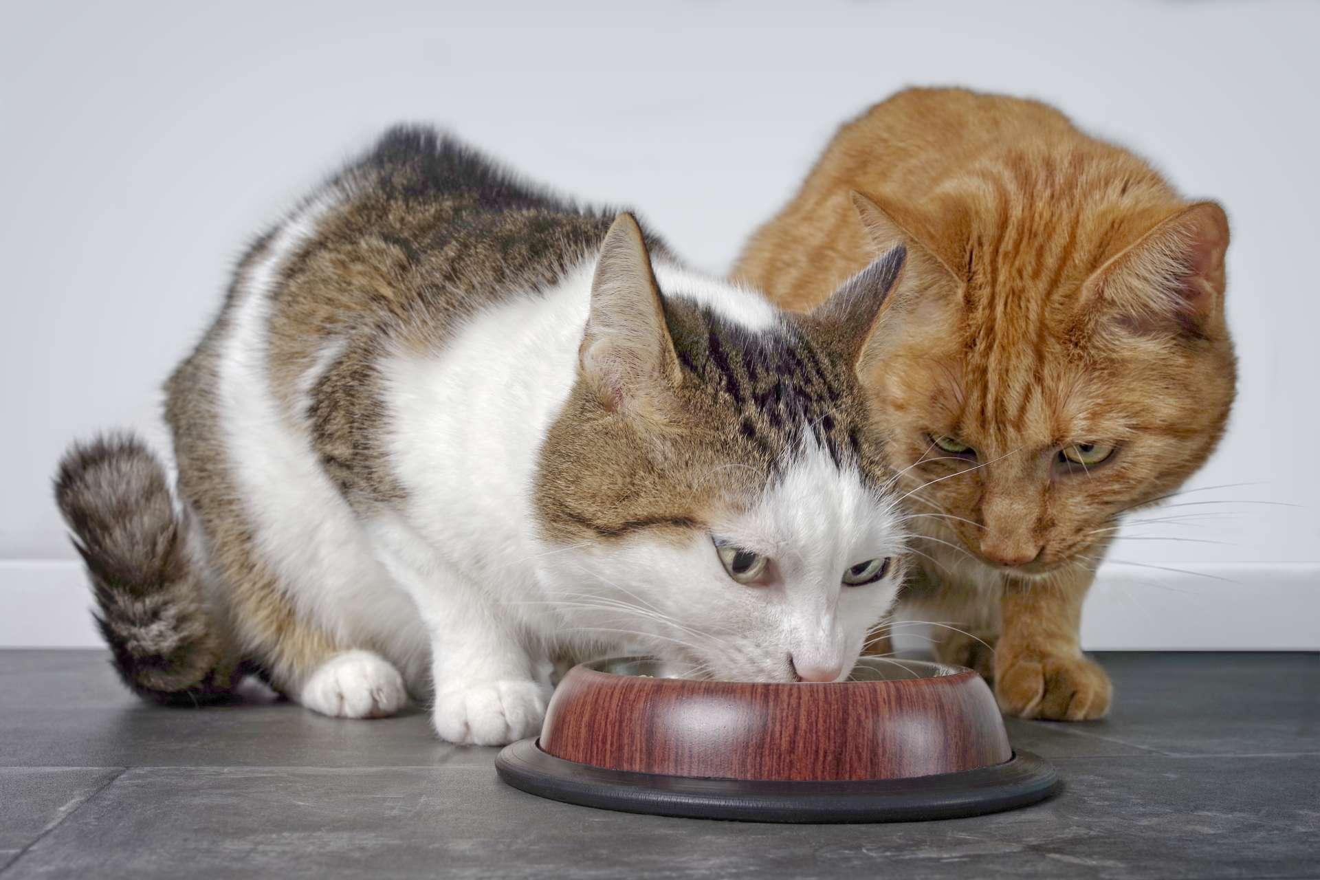 Nahaufnahme von zwei süßen Katzen, die zusammen Katzenfutter essen.
