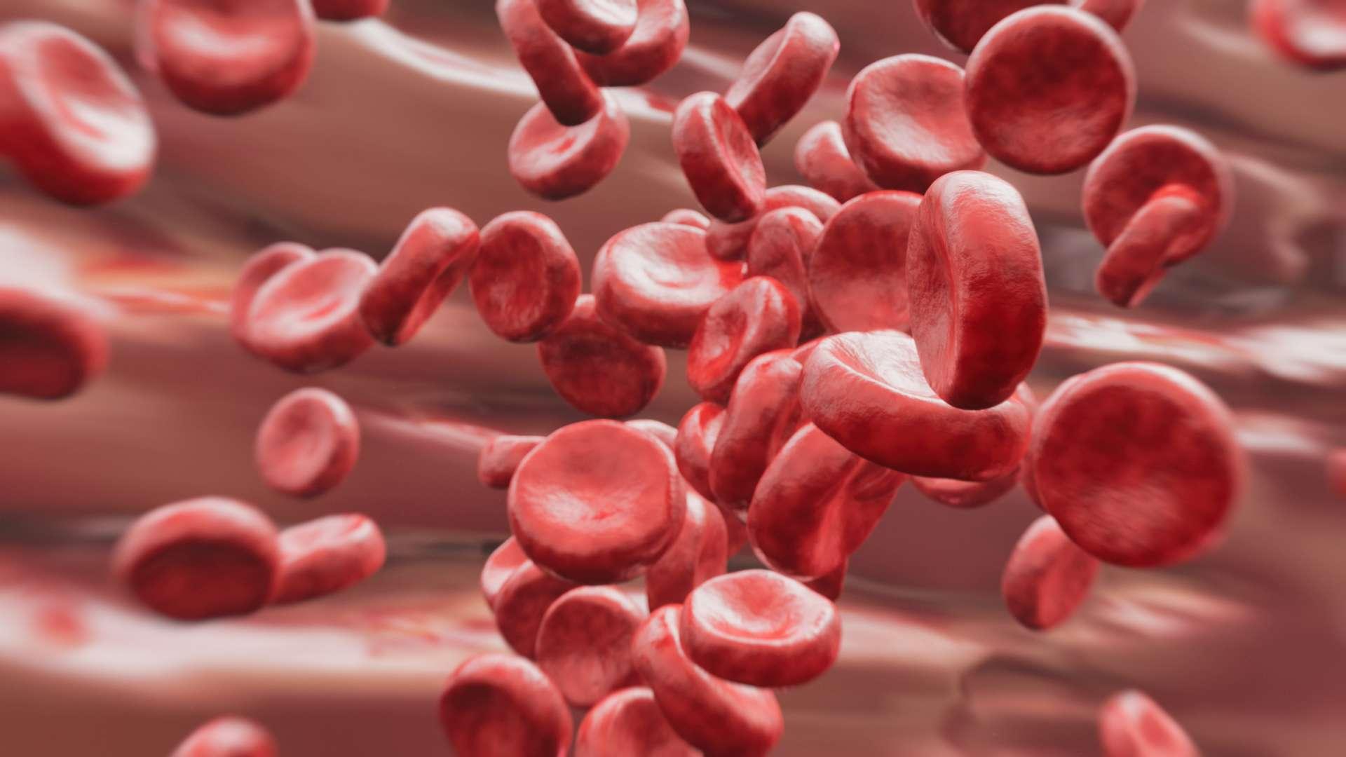 Bloodstream - 3d rendered image,blood cells inside body, erythrocytes. Medicine, paramedic, health-care biology, microbiology concept.