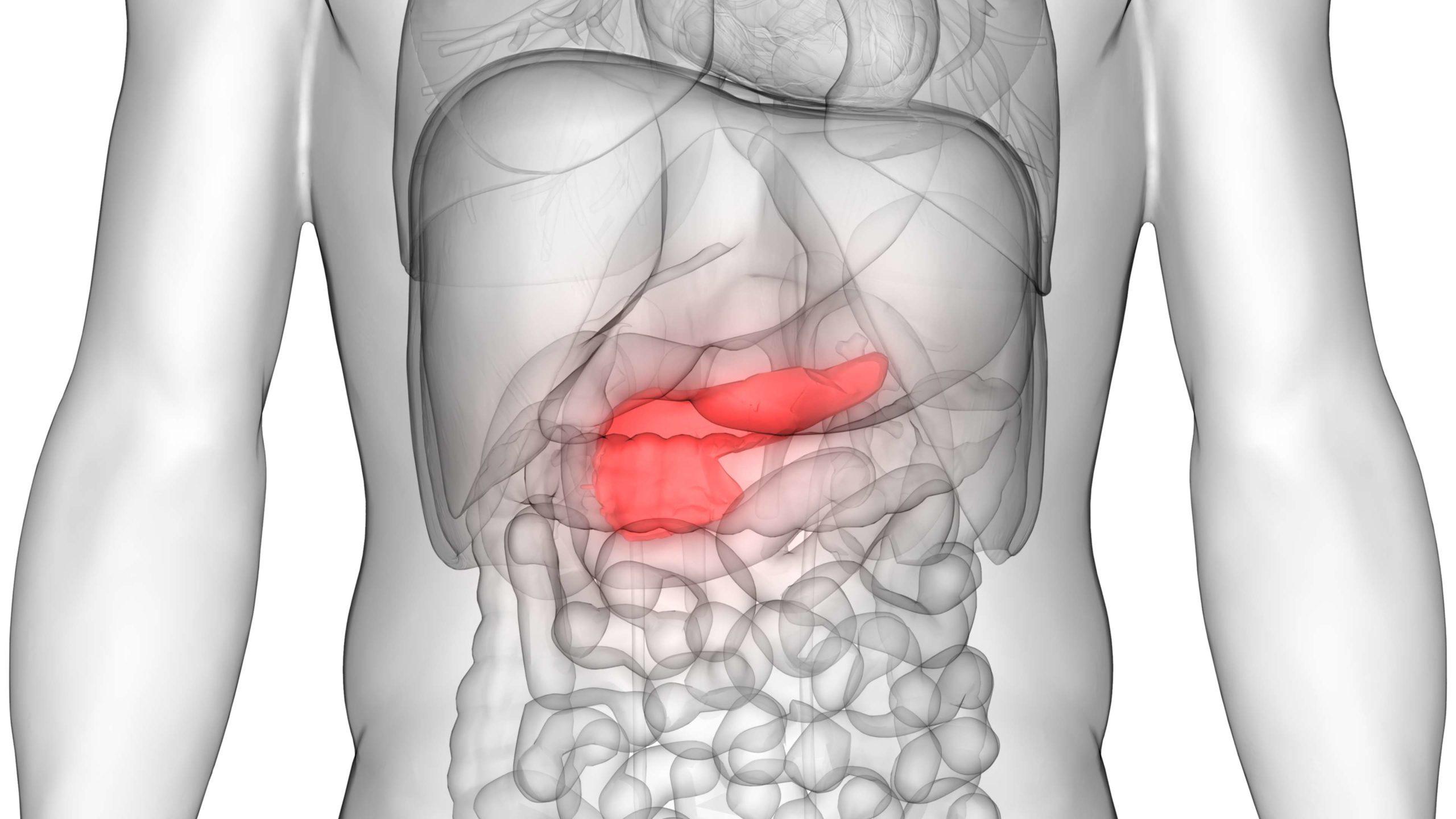 3D-Darstellung der Anatomie des menschlichen Körpers (Bauchspeicheldrüse)