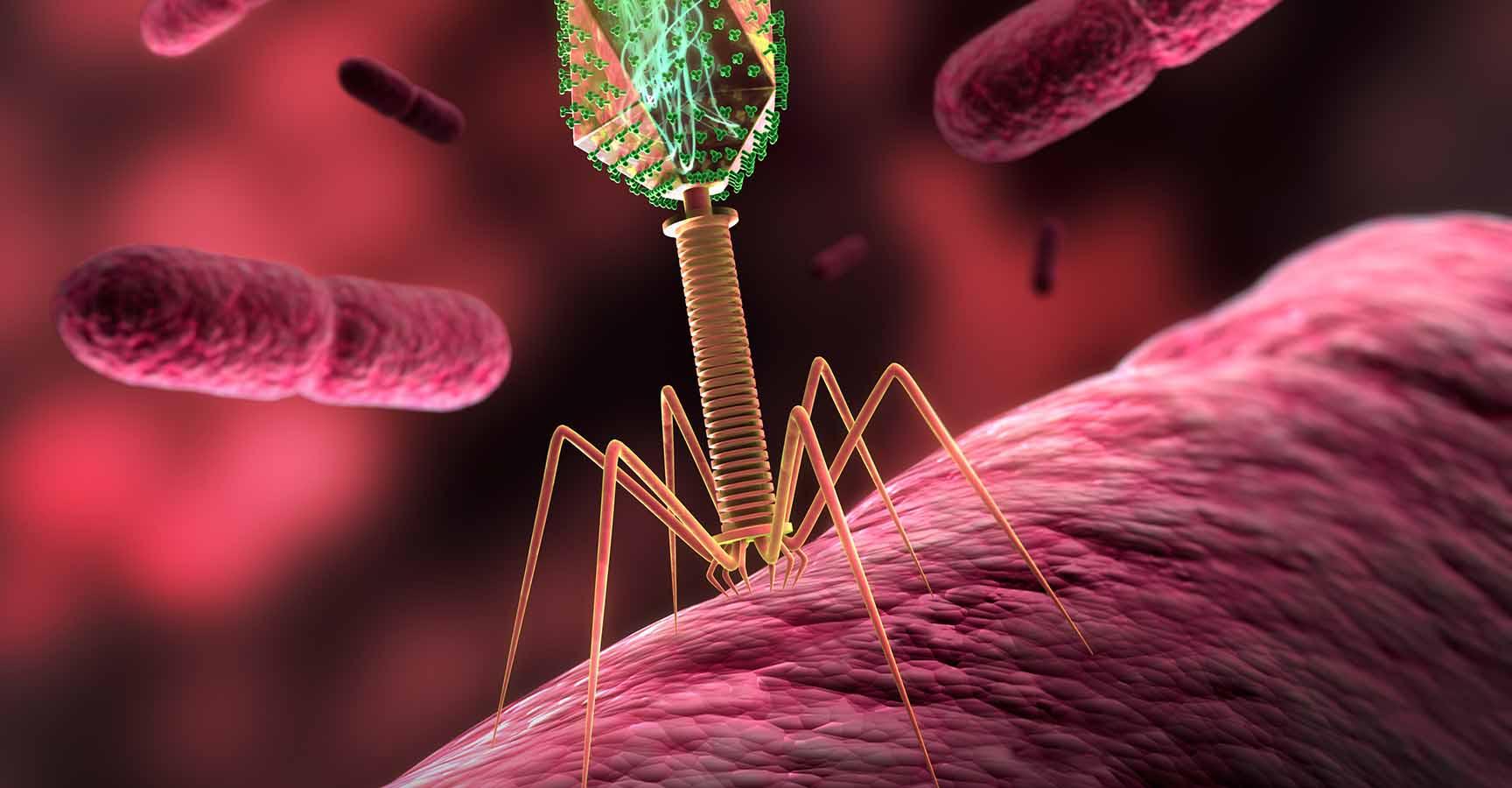 Medical illustration of a bacteriophage infecting bacterium