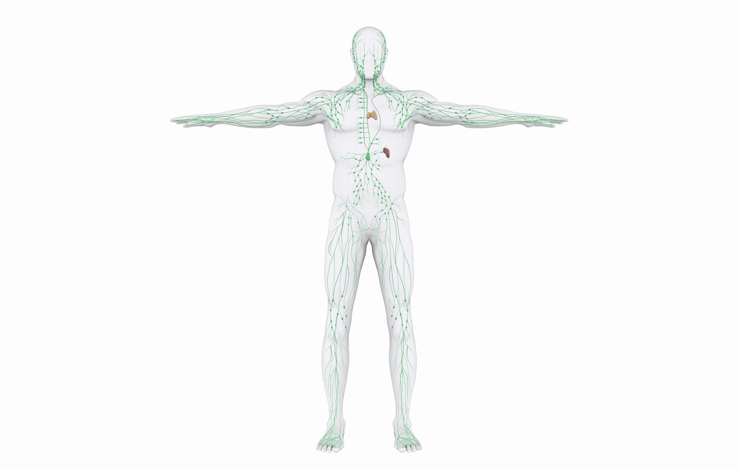 Illustration des menschlichen Lymphsystems. 3D-Rendering