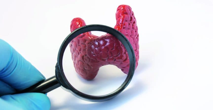 Modell eines inneren Organs.