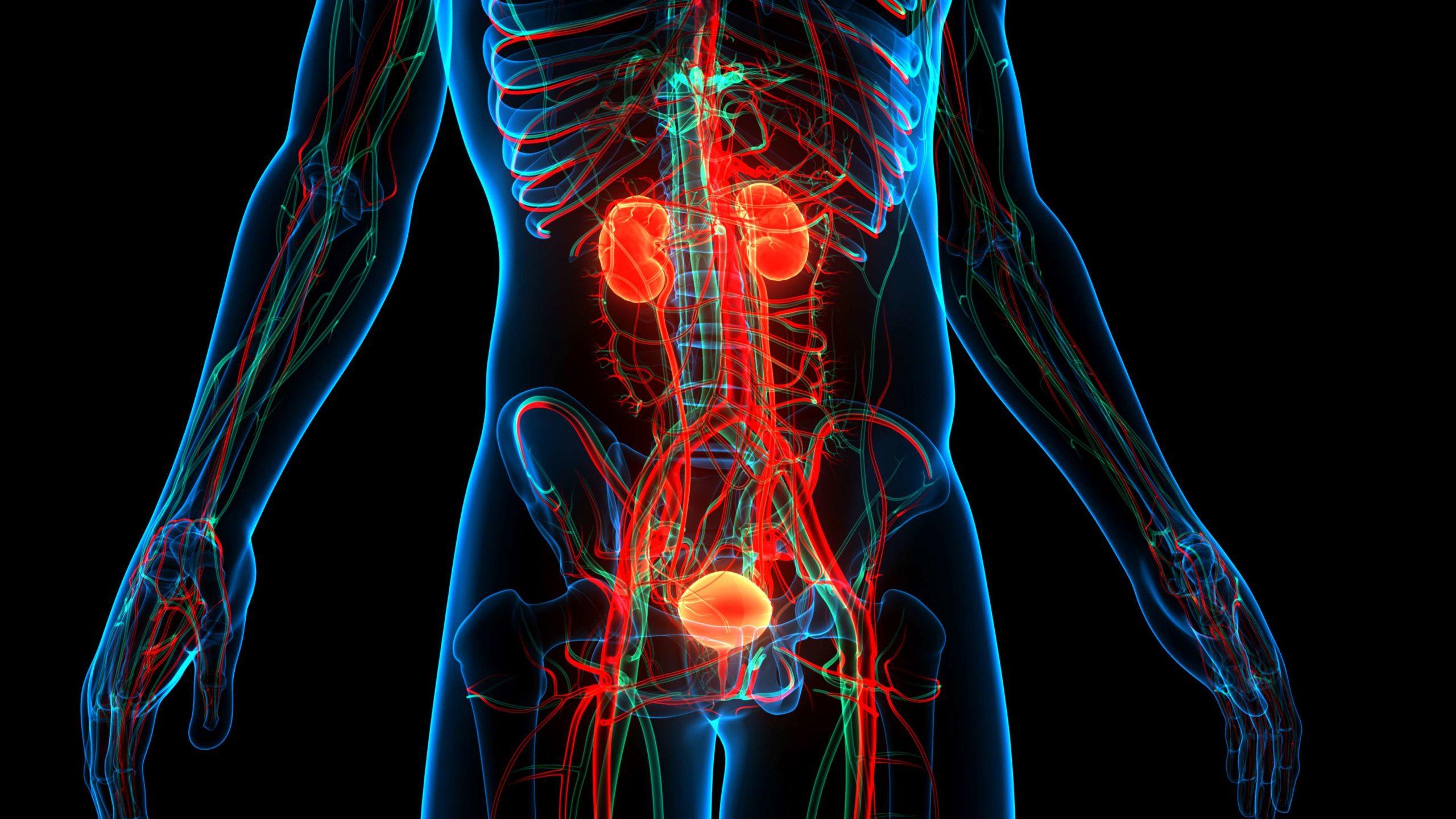 3D-Illustration, Konzept der menschlichen Harnwege, Anatomie Nieren mit Blase