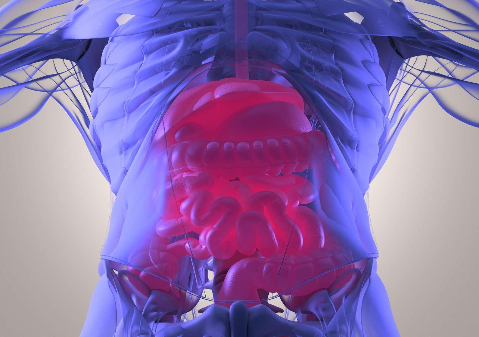 Verdauungssystem, menschliche Anatomie, Röntgen wie futuristischer Scan. 3D-Illustration.