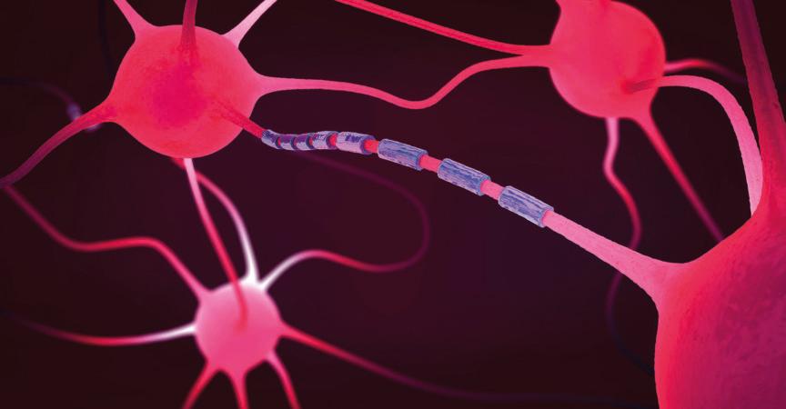 Verbundene Nervenzellen oder Neuronen - 3D-Darstellung