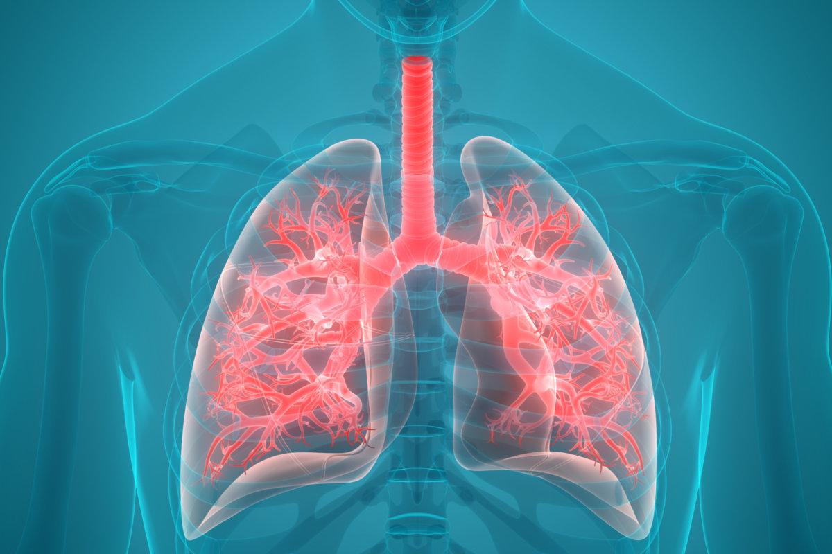 3D-Illustration der Anatomie der Lunge des menschlichen Atmungssystems
