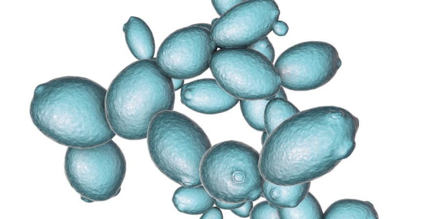 Saccharomyces cerevisiae yeast