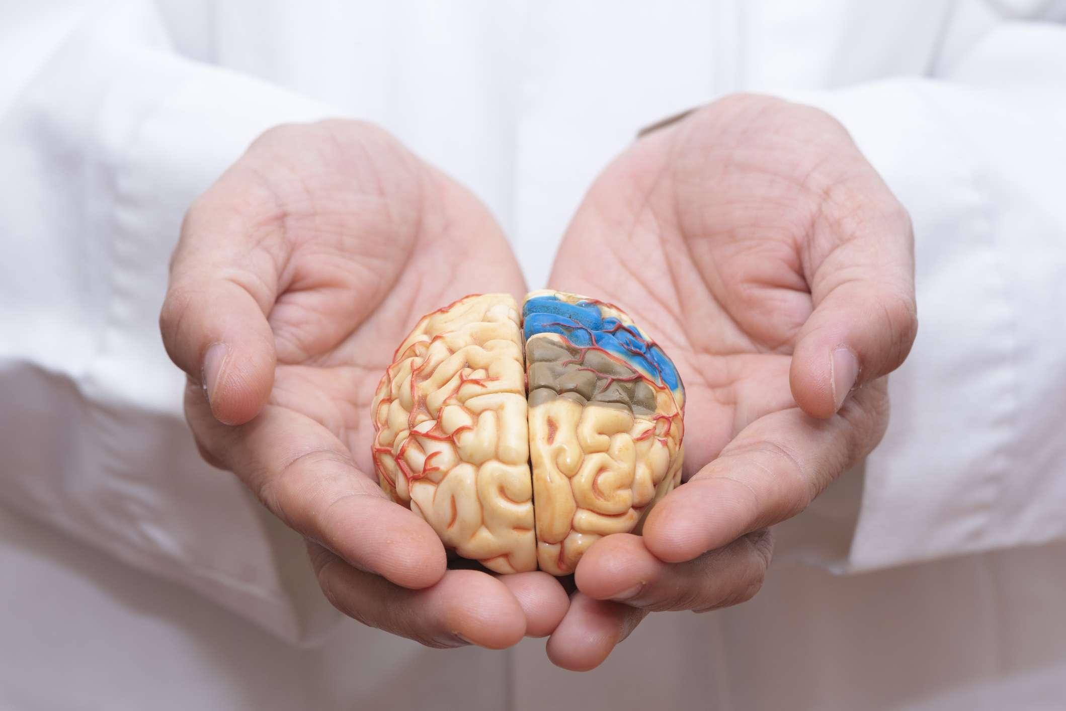 Arzt mit dem Finger, um ein Gehirnmodell mit beiden Händen zu halten, um das Gehirn zu pflegen