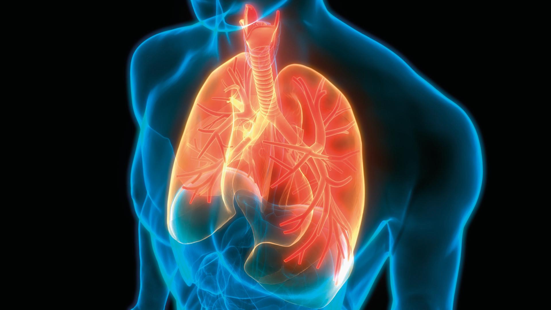 3D-Illustrationskonzept der menschlichen Atmungssystem-Lungen-Anatomie