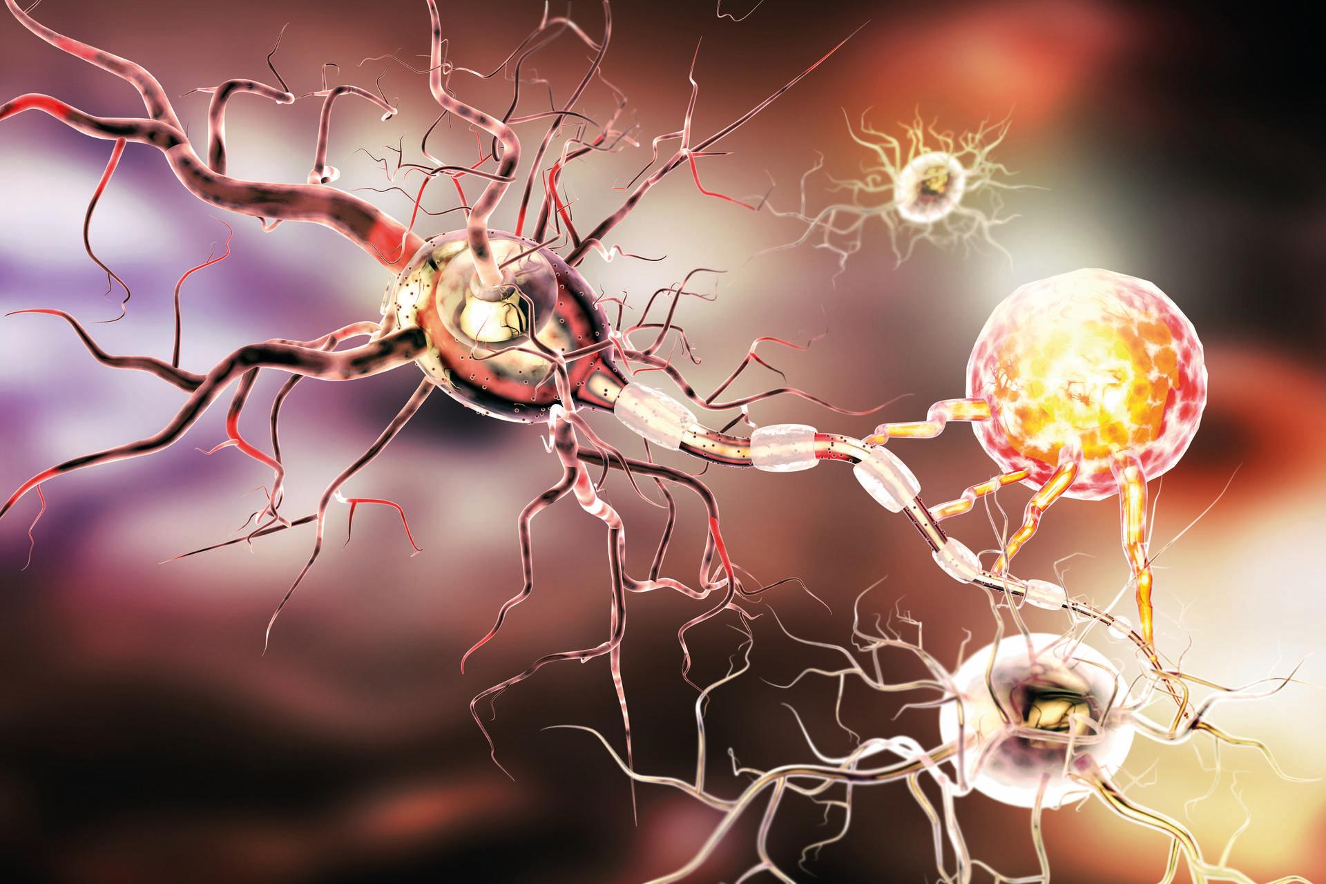 3D-Darstellung von Nervenzellen