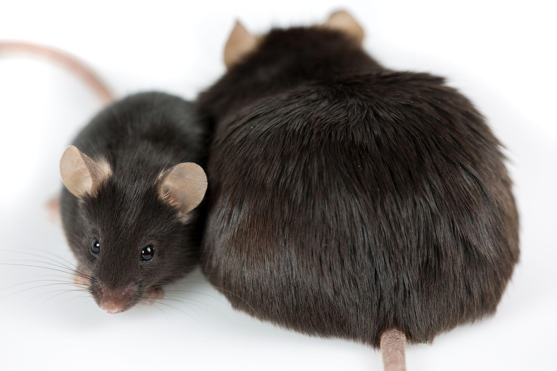 durch Junk Food induzierte fettleibige Maus im Vergleich zu normaler Kontrolle