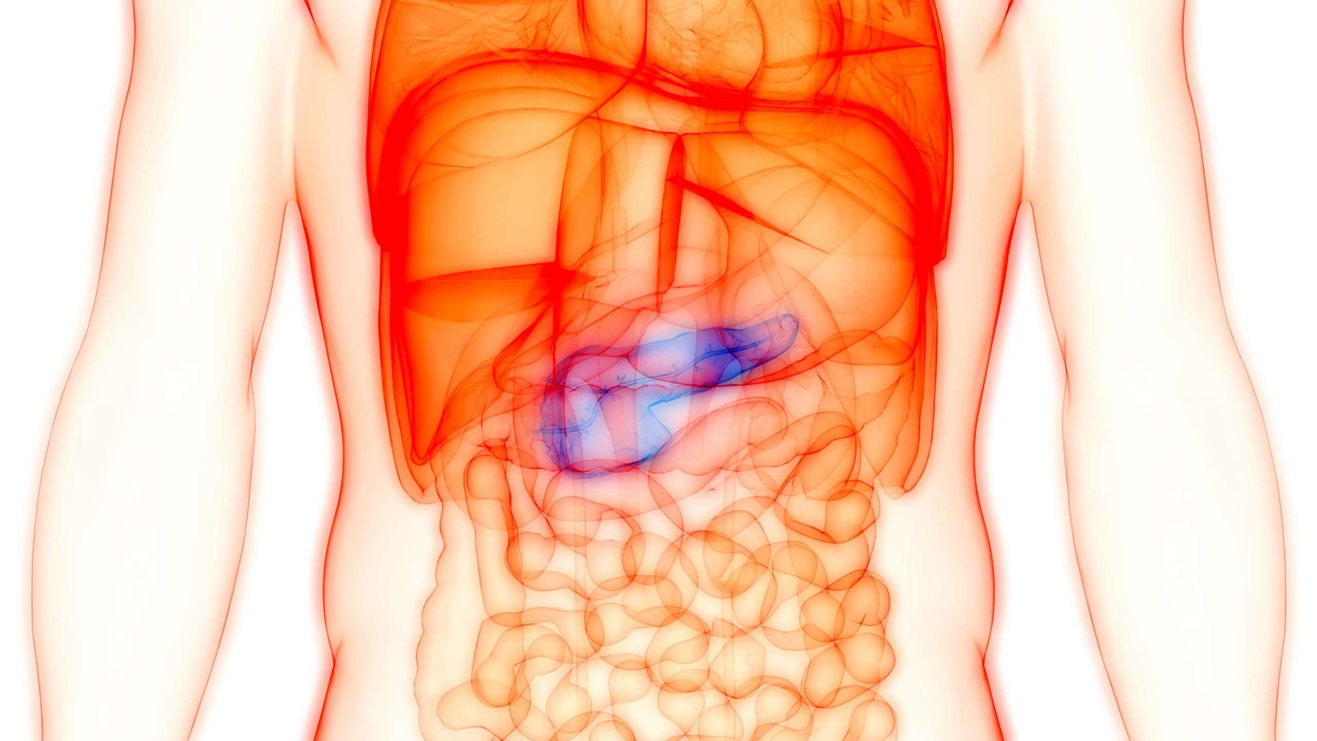 3D-Illustrationskonzept der Anatomie des menschlichen inneren Organs der Bauchspeicheldrüse