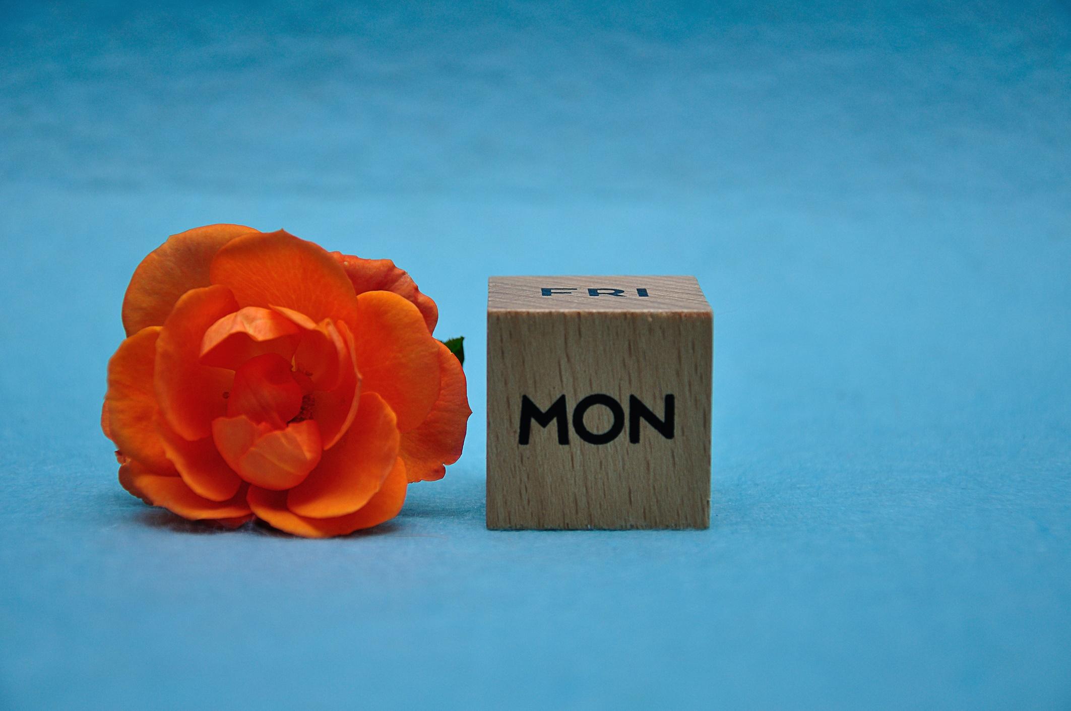 Die Abkürzung für Montag auf einem Holzblock mit einer orangefarbenen Rose auf blauem Grund