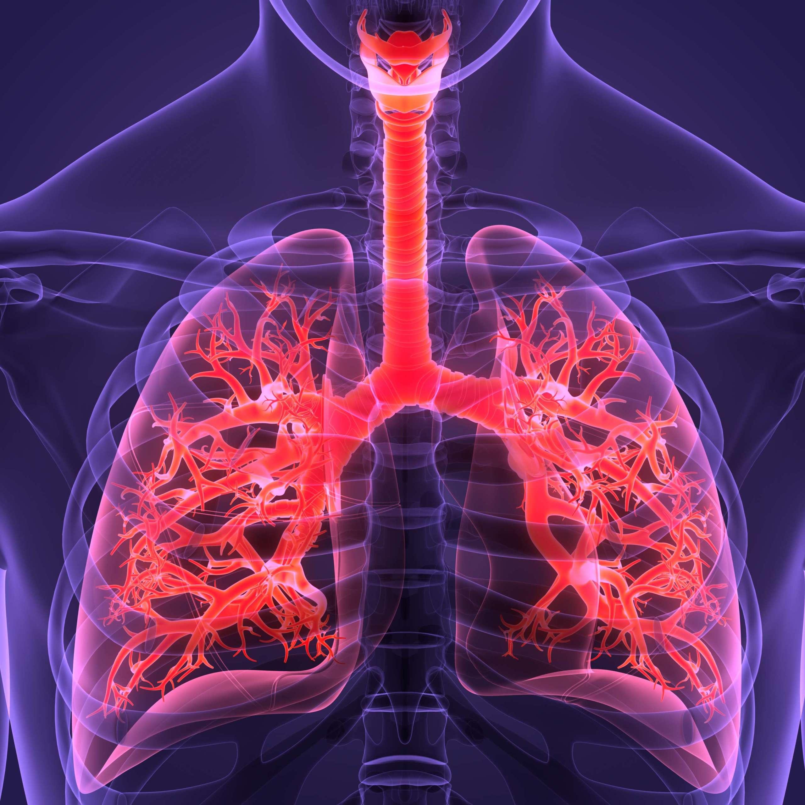 3D-Illustration Konzept der Anatomie der Lunge des menschlichen Atmungssystems