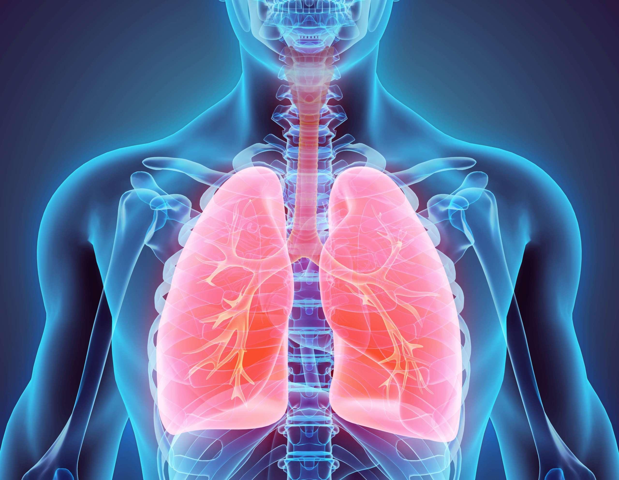 3D-Darstellung der Lunge - Teil der menschlichen Organik.