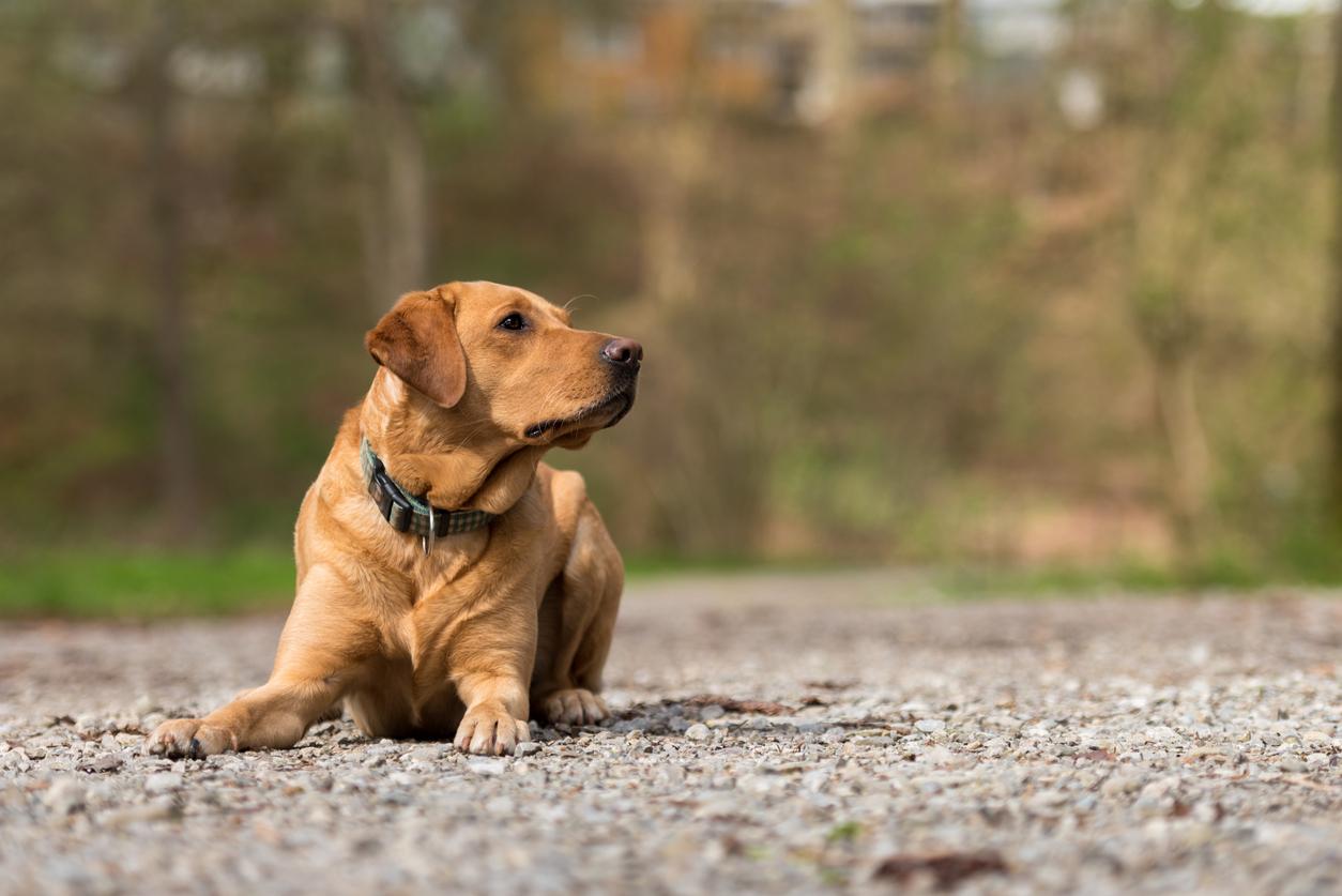 Bei bis zu 75 Prozent der Atemproben schaffte es ein Labrador Retriever, einen Krebs zu erschnüffeln.