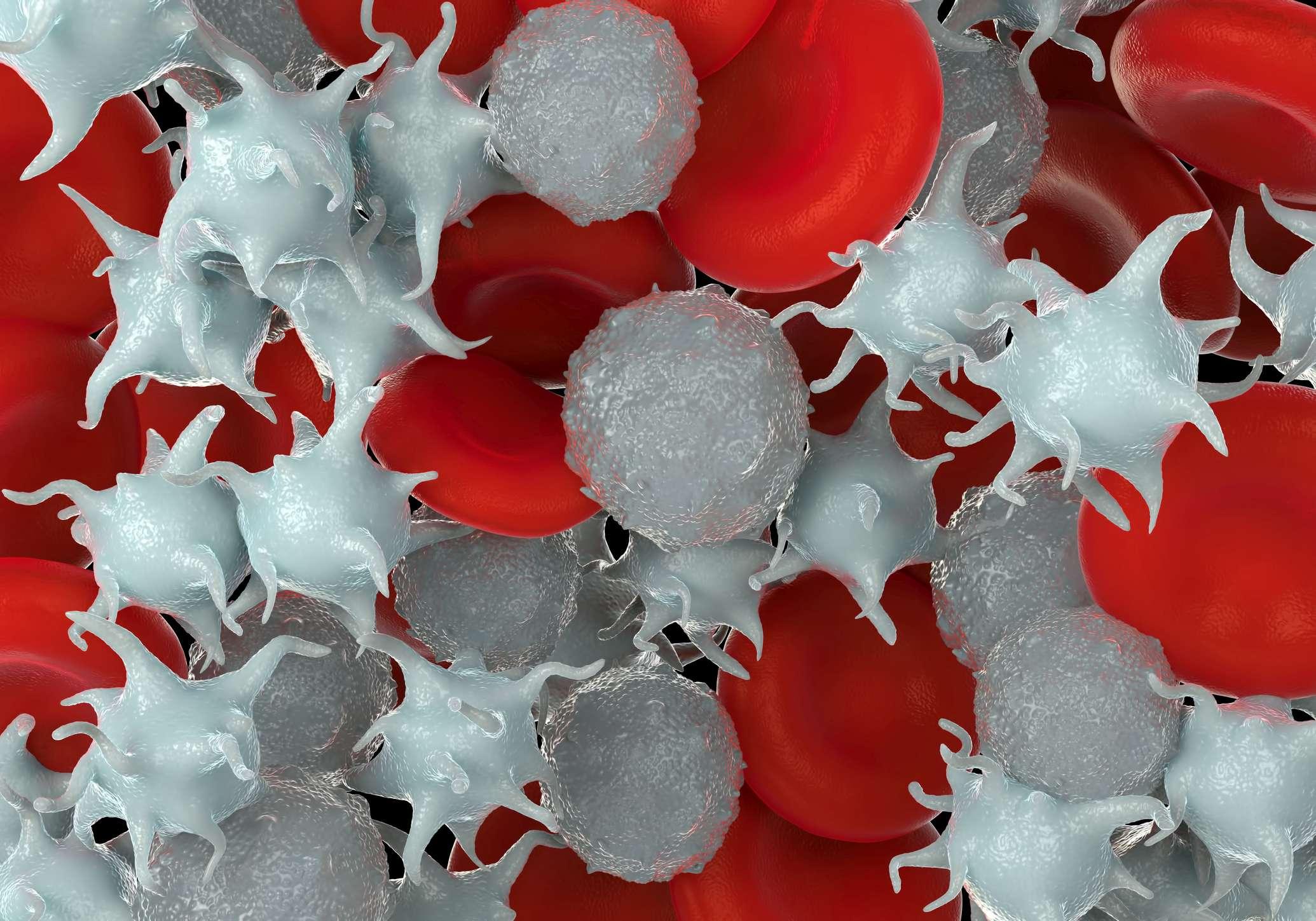 Mikroskopische Fotos von roten Blutkörperchen, aktivierten Blutplättchen und weißen Blutkörperchen