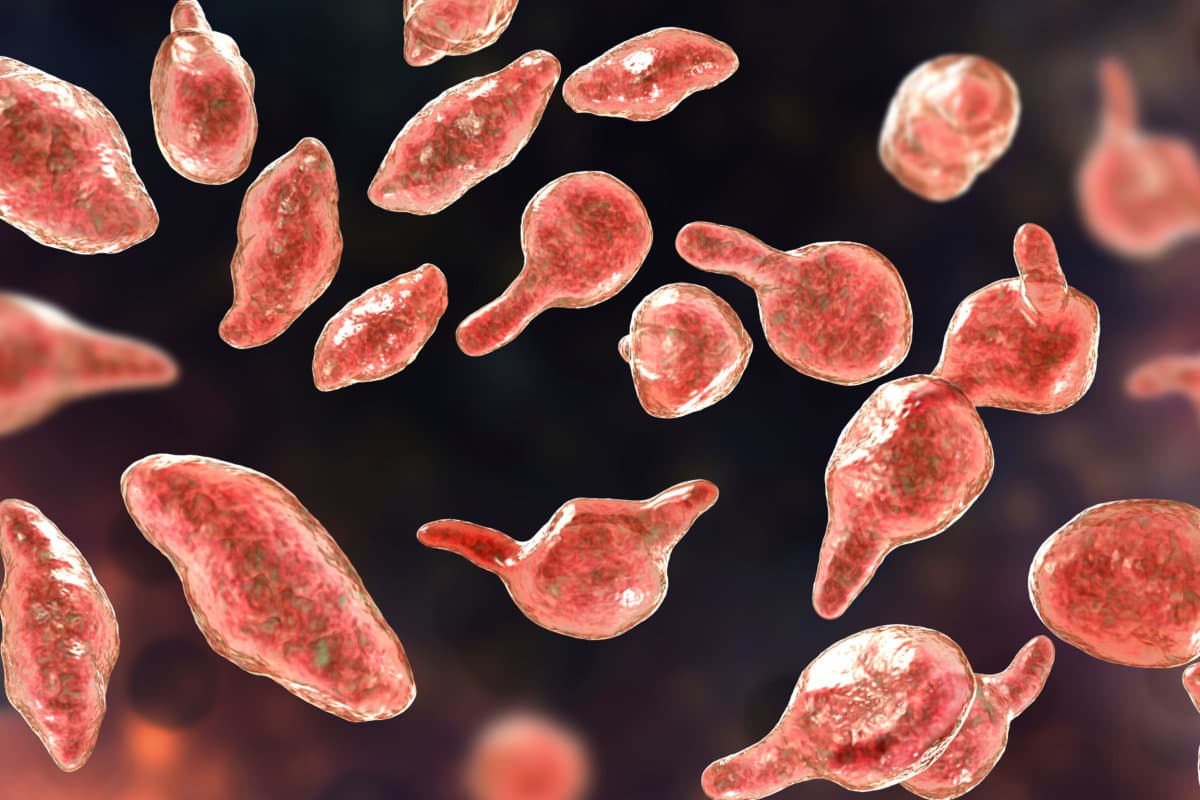 Bacteria Mycoplasma genitalium, 3D illustration. The causative agent of sexually transmitted infections and infertility