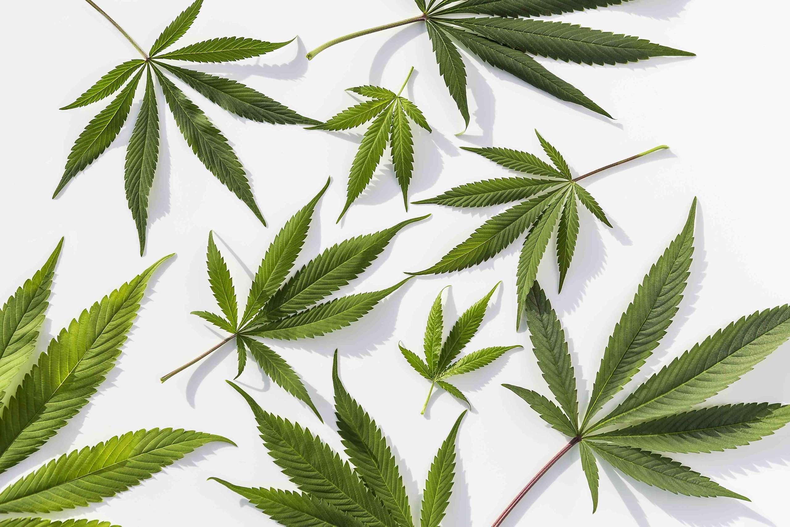 Grüne Marihuana-Pflanzen auf isoliertem weißem Hintergrund
