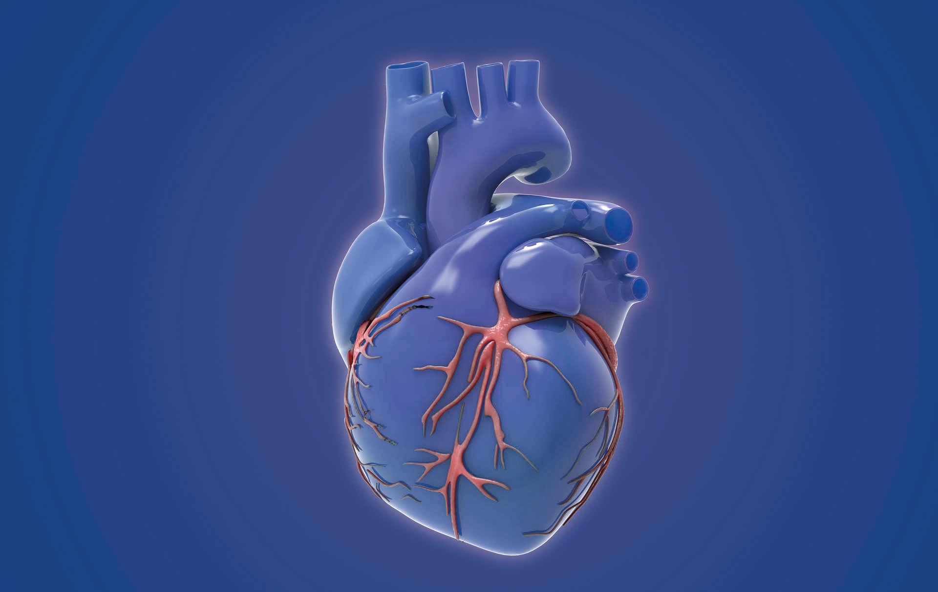 3D-Rendering blaues violettes menschliches Herz mit roter Venenillustration