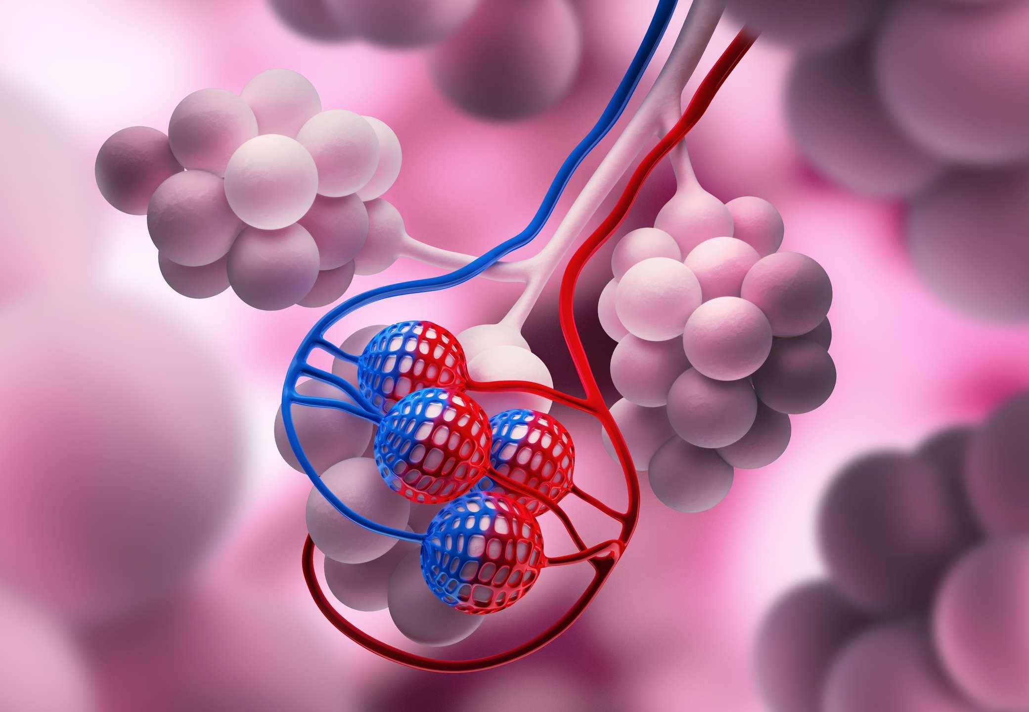 Medizinische Illustration von Alveolen in der Lunge - 3D Render