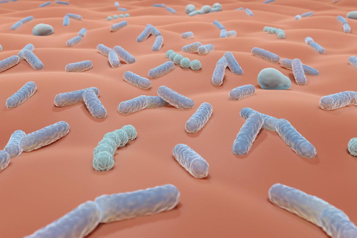 Hautmikrobiom, Mikroben auf der Hautoberfläche