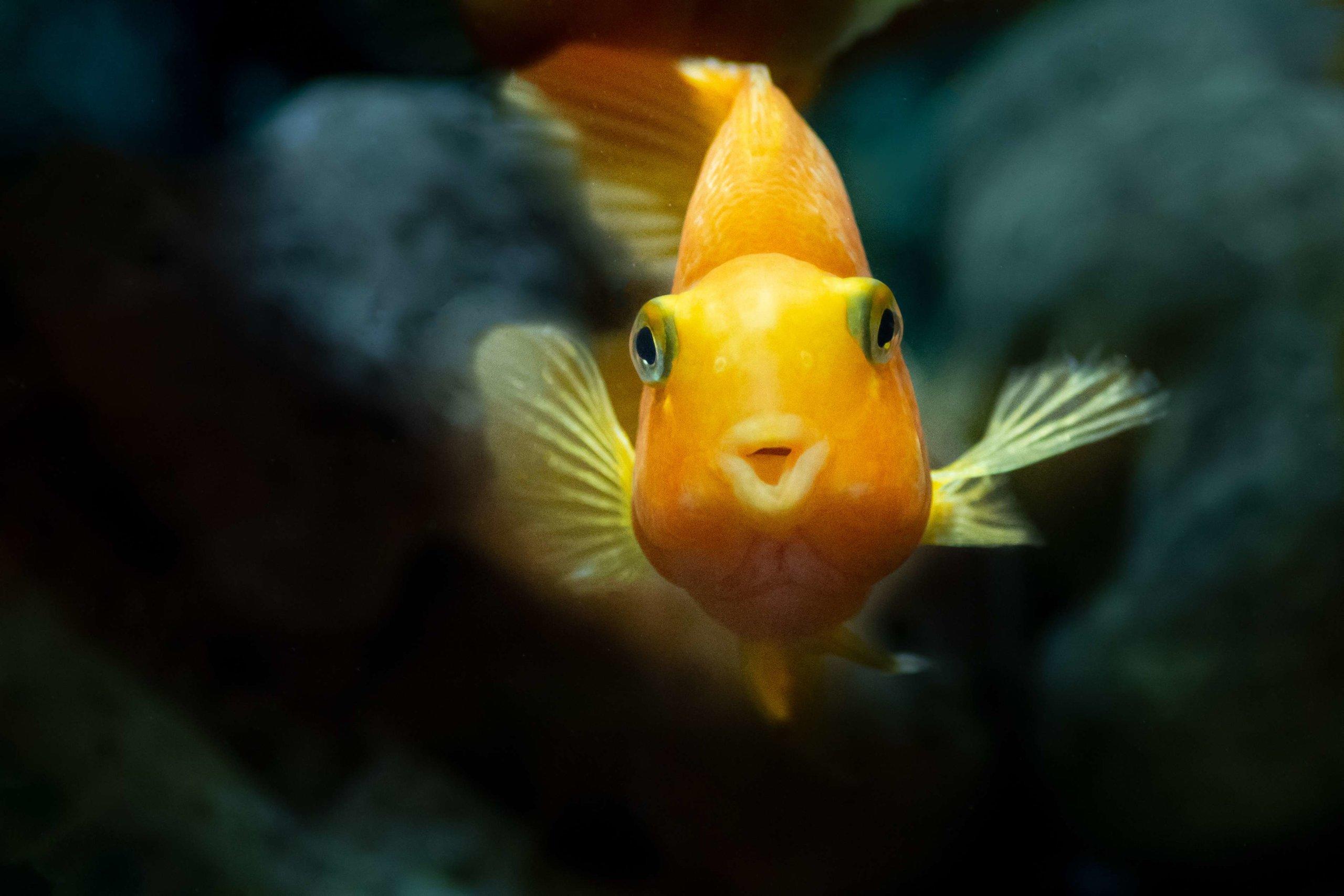 Yellow, orange goldfish, koi fish in a fishbowl looks at you and speaks something important. May all your wishes come true. Free space to enter custom text