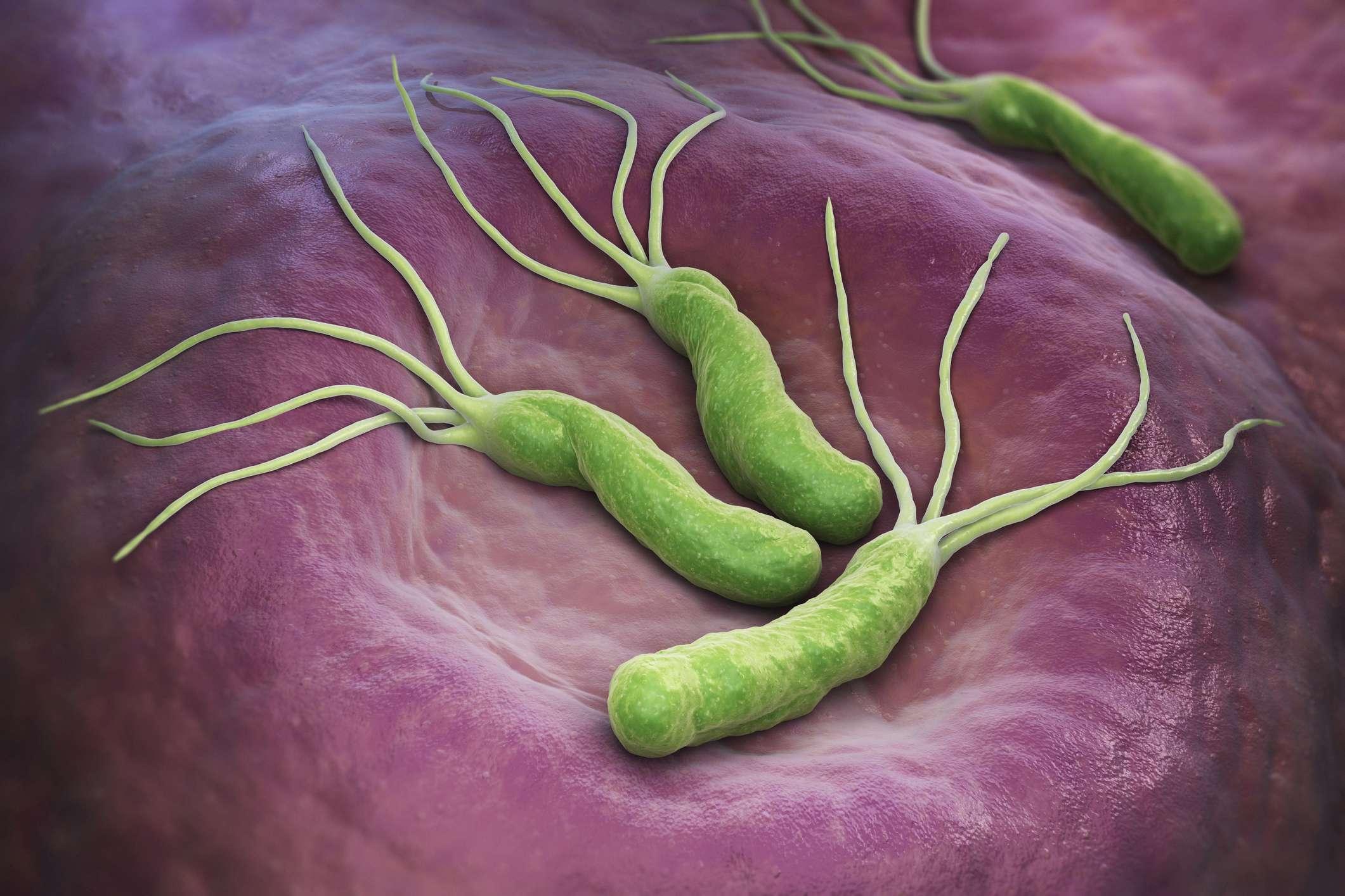 Helicobacter Pylori ist ein gramnegatives, mikroaerophiles Bakterium, das im Magen vorkommt. 3D-Darstellung