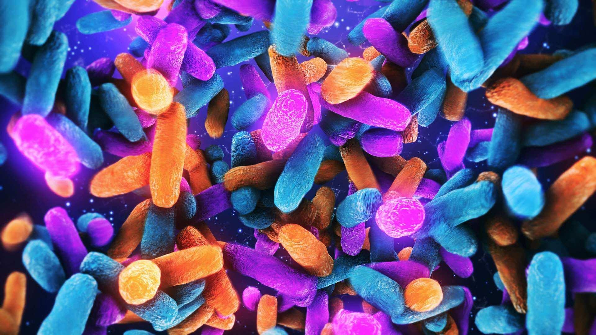 Bakterien Lactobacillus im menschlichen Darm, nützliche gesunde Darmbakterienmikroflora, probiotisches Bakterium