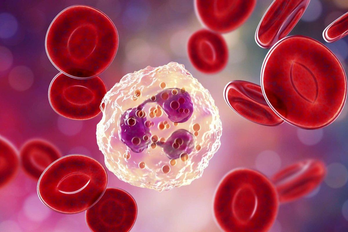 Neutrophil, ein weißes Blutkörperchen