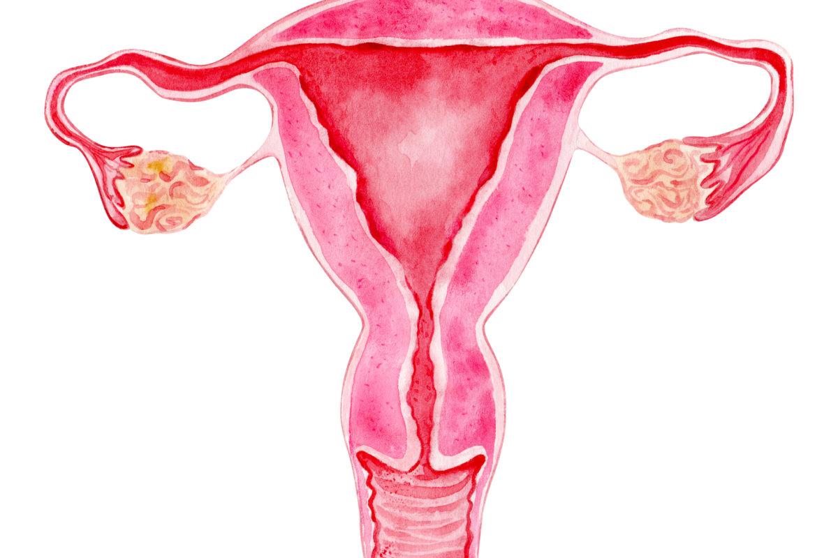 Gebärmutter mit Eileiter und Eierstöcken. Anatomische Aquarelldarstellung der Gebärmutter. Frauenpower. Anatomisches Schema der Organe des Fortpflanzungssystems gesunder Frauen.