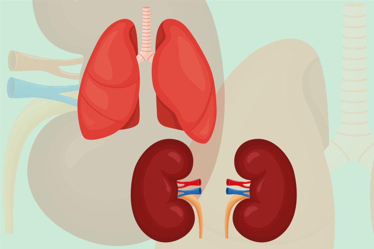 ERS 2023: Bei COPD die Nieren im Blick behalten