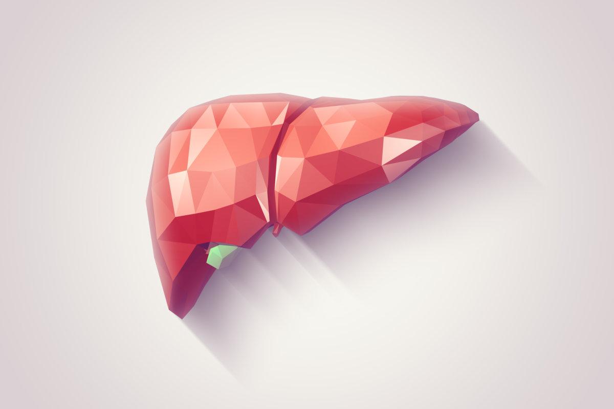 Illustration of human liver with faceted low-poly geometry effect