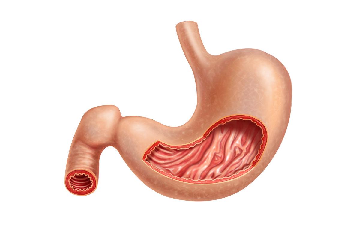 Stomach human cross section. 2 D digital illustration, on white background with clipping path.