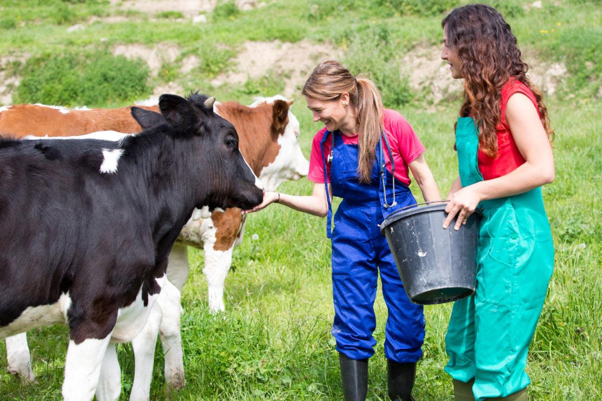 Tierarzt auf einem Bauernhof, der eine körperliche Untersuchung einer Kuh durchführt