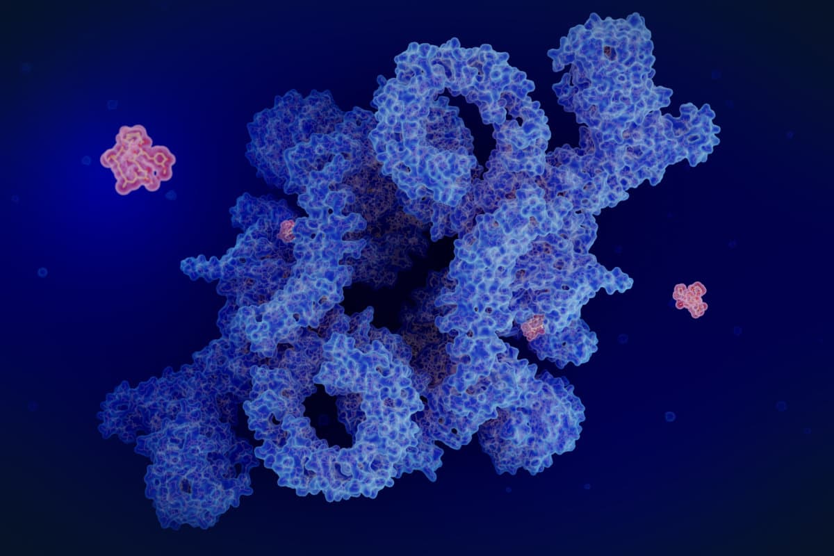 Rapamycin hemmt mTORC1