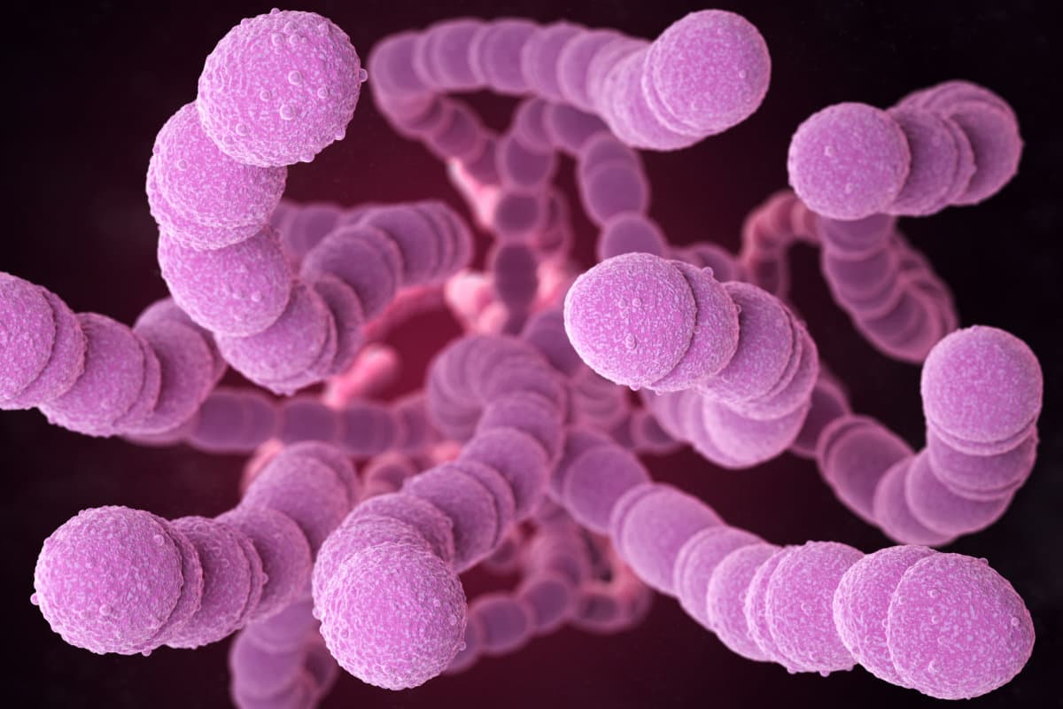 Streptococcus pneumoniae Bakterien