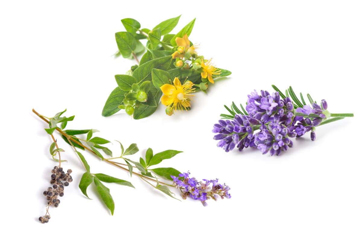 Vitex agnus-castus, auch Vitex, Mönchspfeffer oder Mönchspfeffer genannt, isoliert.