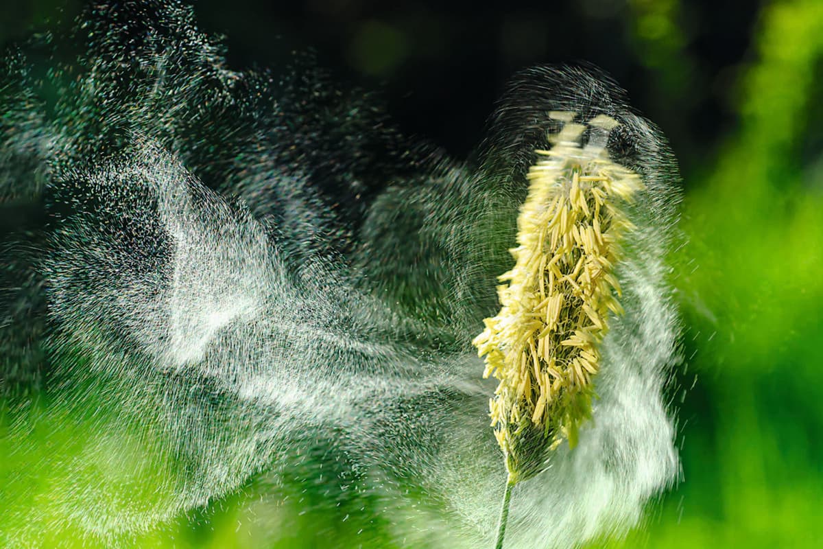 Pollenflug Gräser, Eine Wolke aus Gräserpollen fliegt von Gras