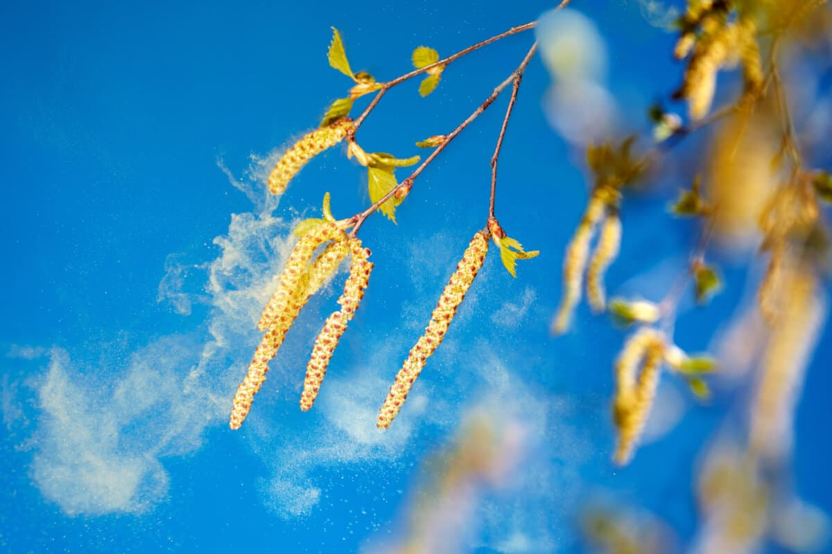 Birkenpollen