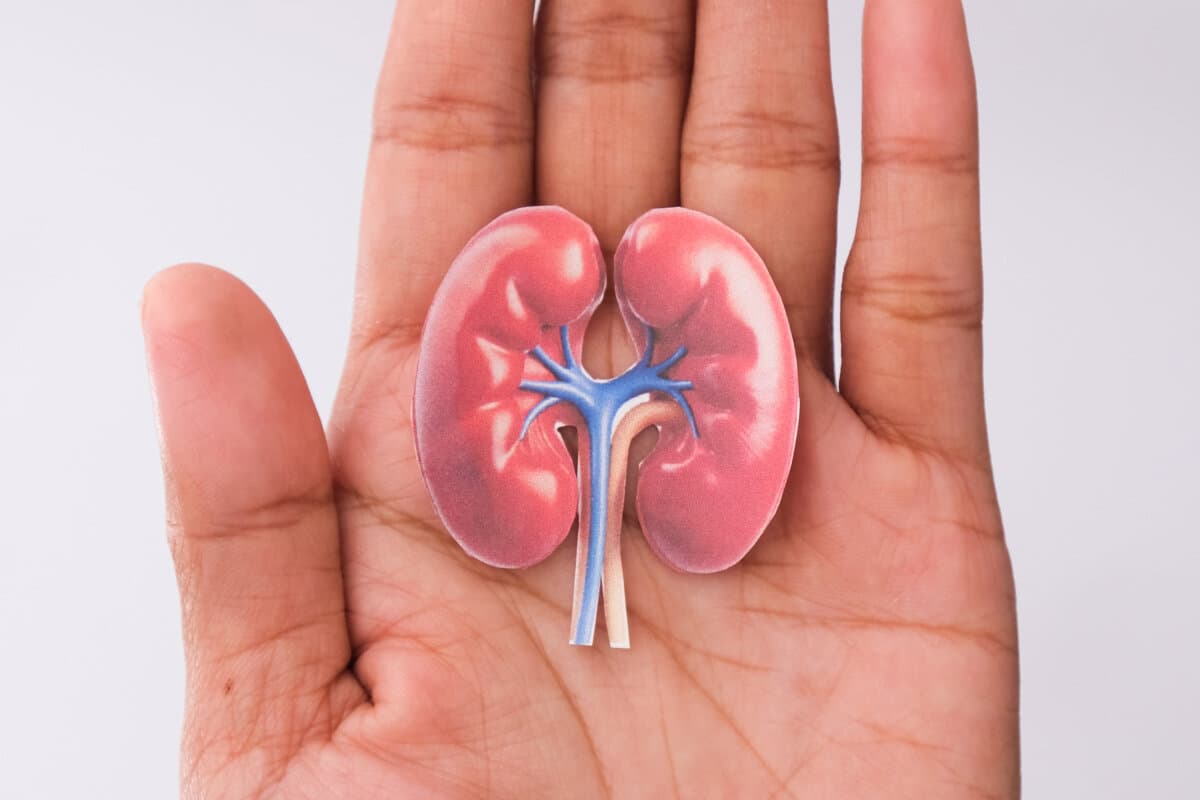 World kidney day. Hand holding kidney shaped paper on white back